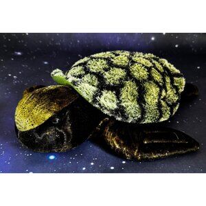 Aurora Realistic Green Turtle Sea Ocean 12" Plush Stuffed Tortoise Reptile Toy